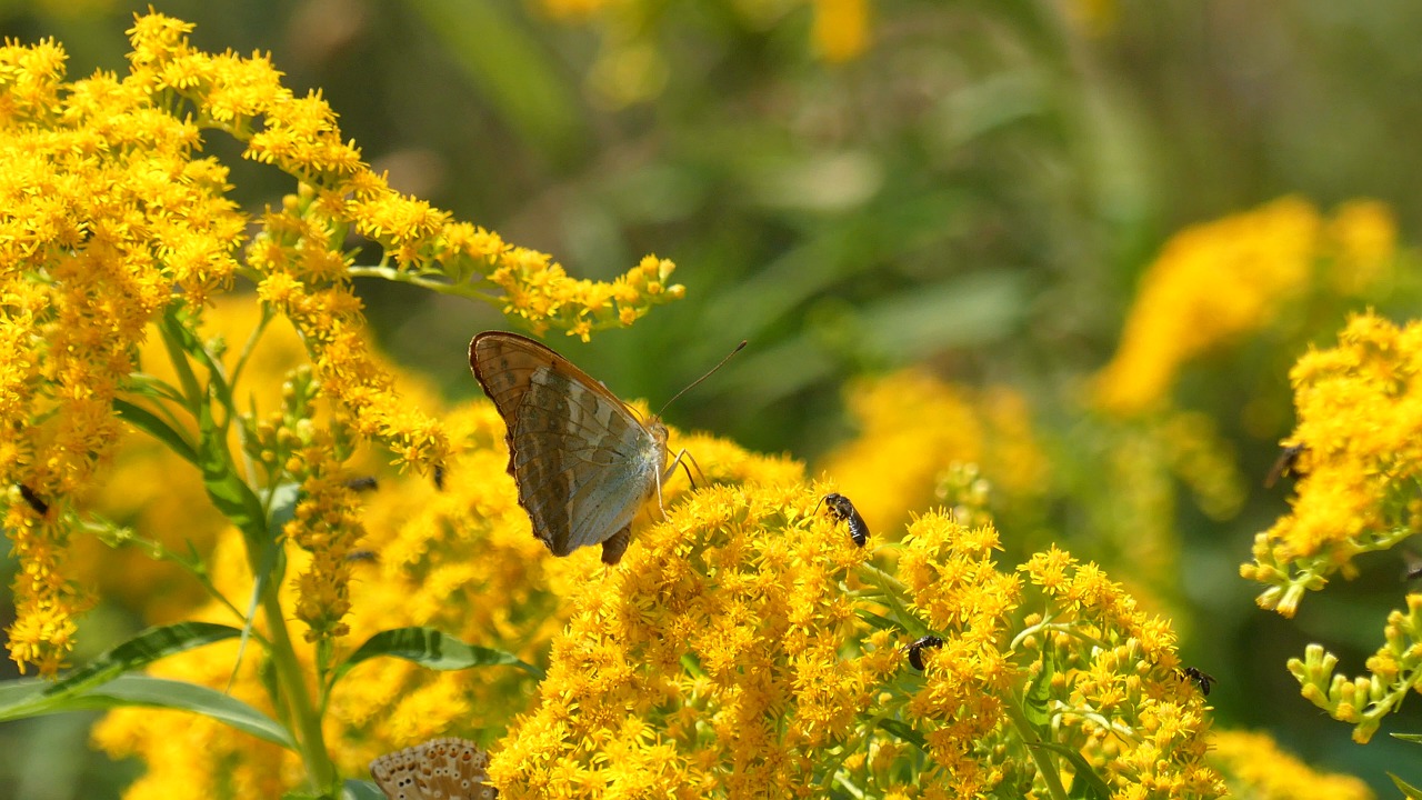 butterfly, flowers, nature, yellow, wind, color, zoom, insect