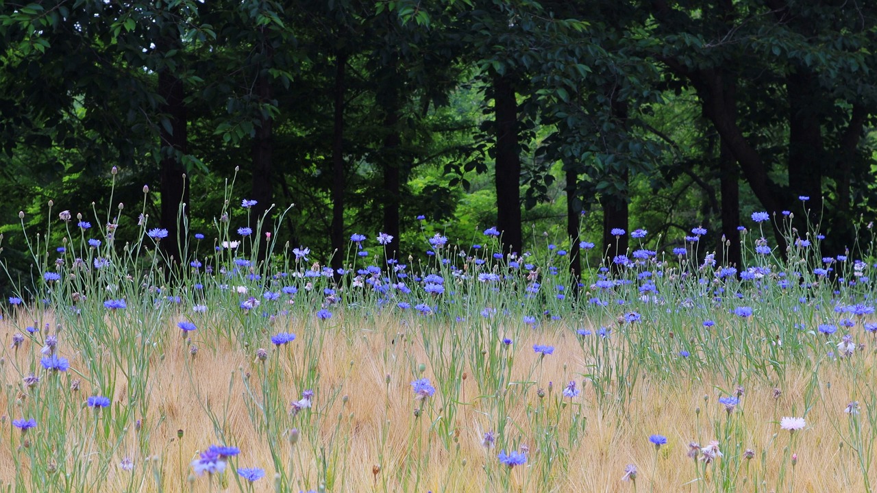 grain, barley, barley field, farming, food, cultivation, field, meadow, cornflower, wild flower, poppy