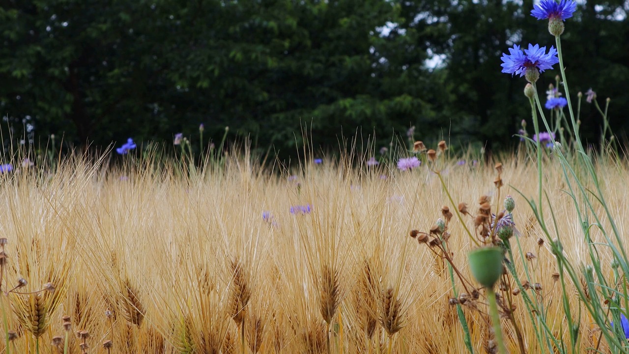 grain, barley, barley field, farming, food, cultivation, field, meadow, cornflower, wild flower, poppy