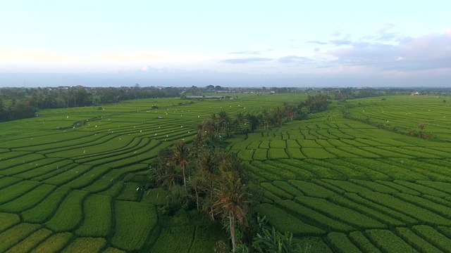 fields, trees, nature