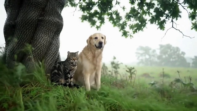 Video by 집토끼 on Pixabay: dog, puppy, animal, nature, cat, tree, non, heavy rain, wind, create ai