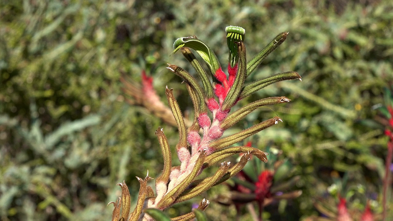 超过100 个关于“Kangaroo Paw”和“动物”的免费视频、高清及4K 视频片段- Pixabay