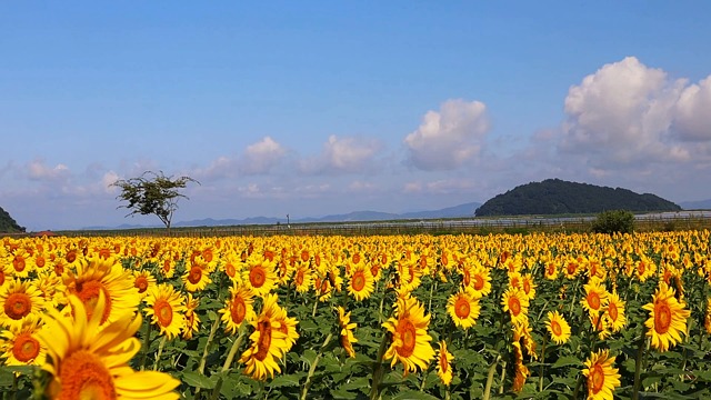 Sunflower, Field, Meadow. Free Stock Video - Pixabay
