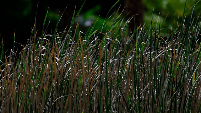 Reed View Reeds, View, Nature. Free Stock Video - Pixabay