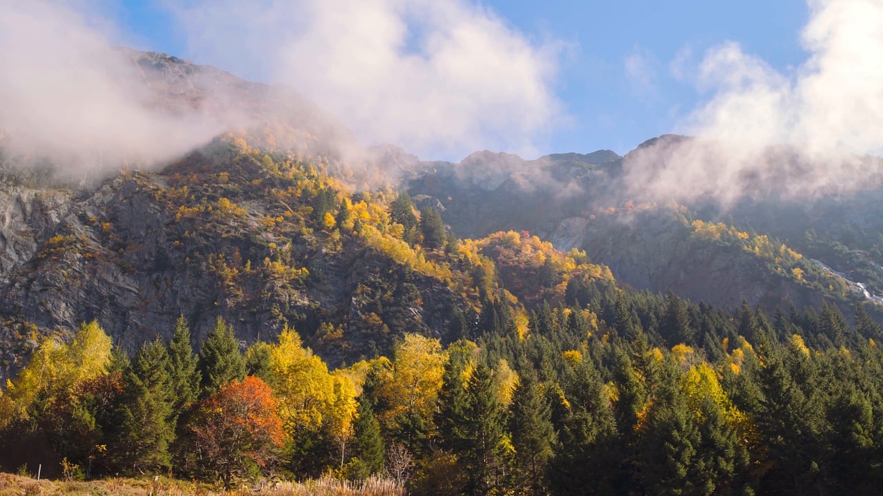 Fall, Larches, Autumn Leaves