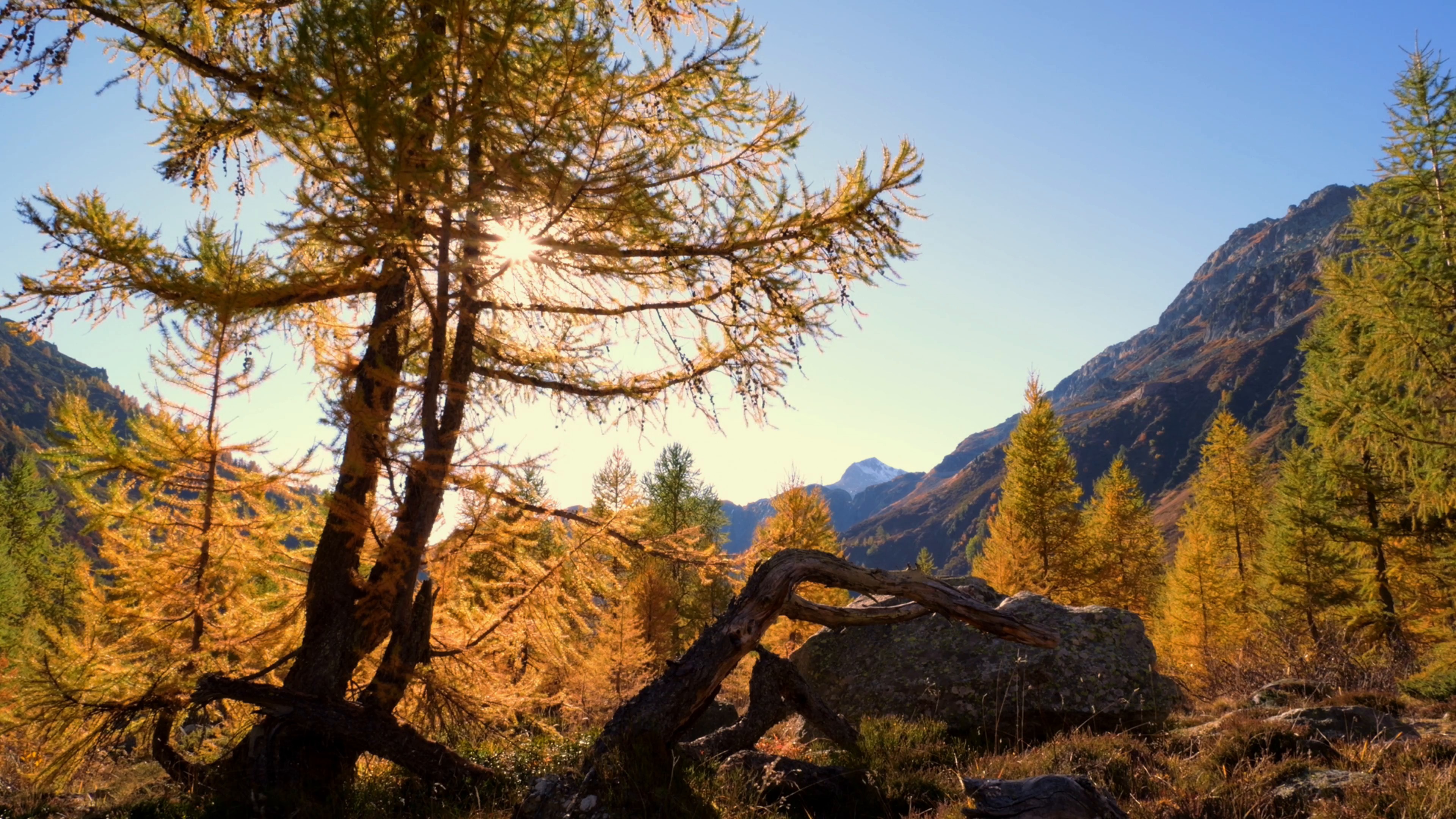 fall — free pixabay stock footage