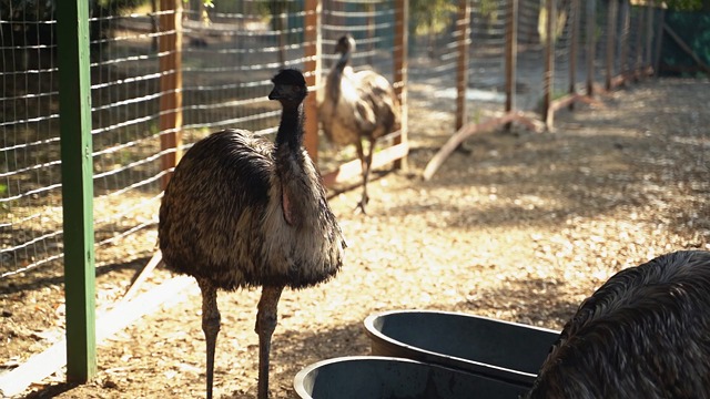 bird, nature, wildlife, flamingo, ostrich, zoo, animals, africa, forest, landscape, environment, safari, jungle, tanzania, download, travel, ai generated