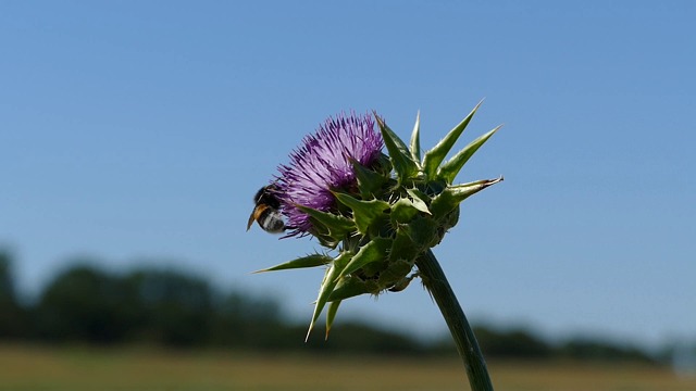 thistle, blue sky, summer day, summer, flower, bee, nature, insect, plant