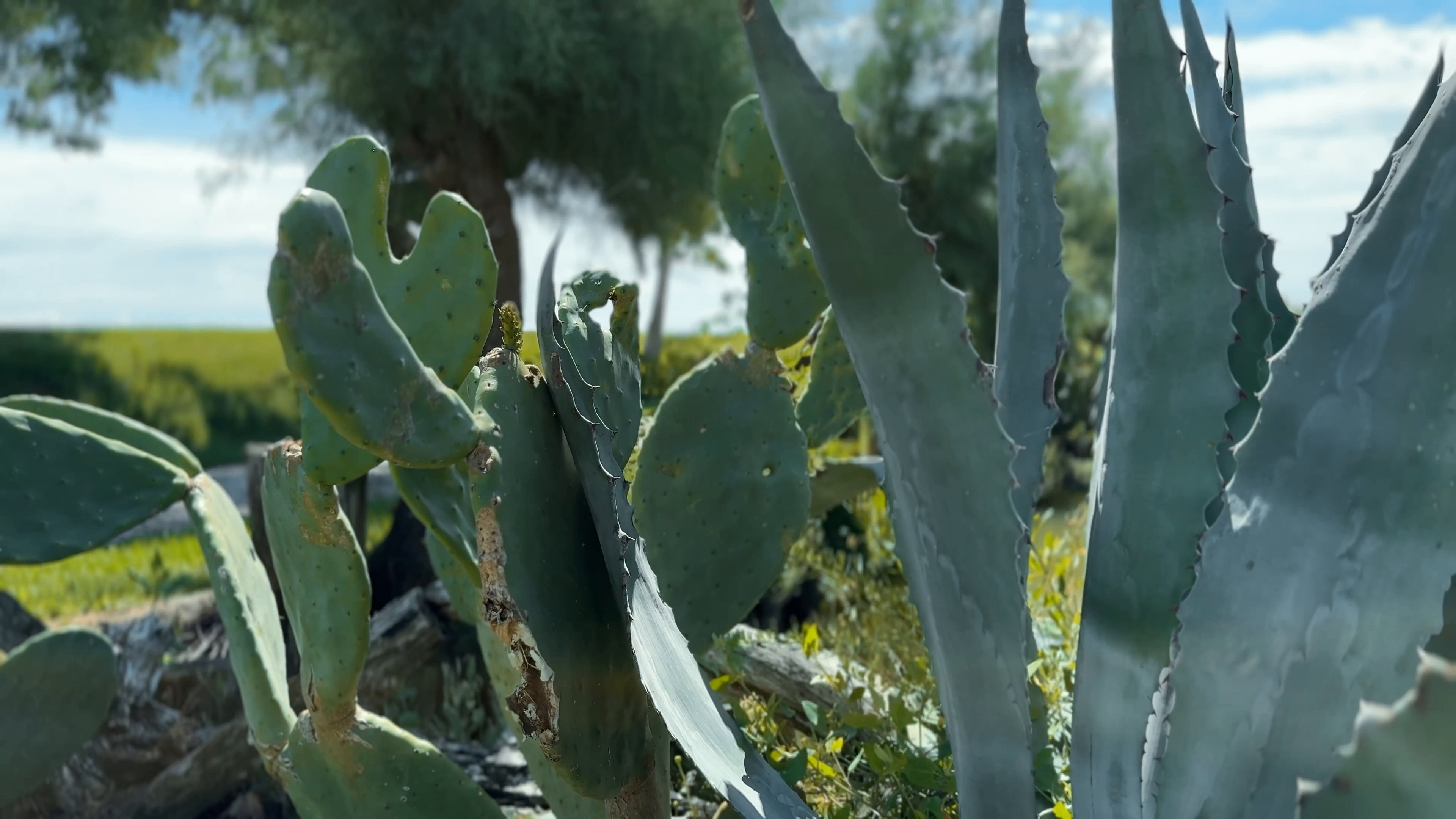 aloe