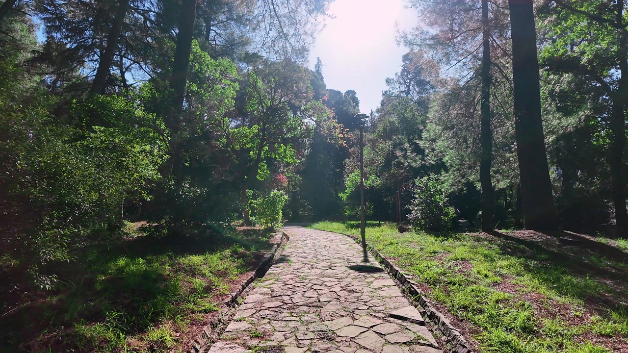 park walk, park, trees, frame, montenegro, sea, coast, nature, view, beautiful, holyday, landscape, peacful