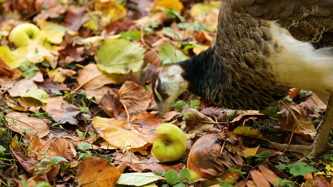 peacock, apple, leaves, nature, bird, wolf down, food, peck, beak