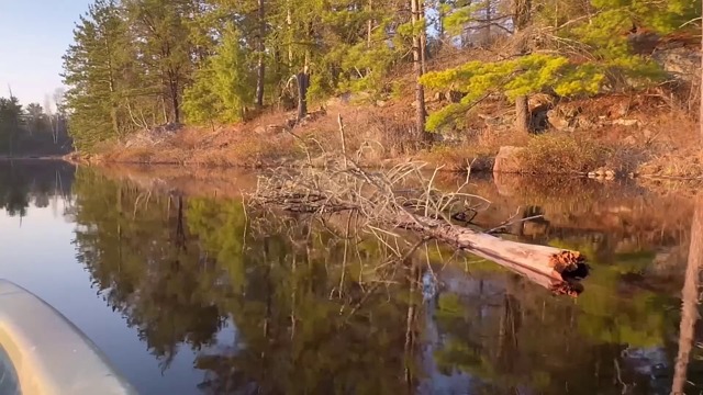lake, forest, nature, peaceful, water, trees, landscape, tranquil, outdoor, light, serene, reflections, quiet, wilderness, natural, scenic, beautiful, environment, green, blue, still, clear, pristine, summer, spring
