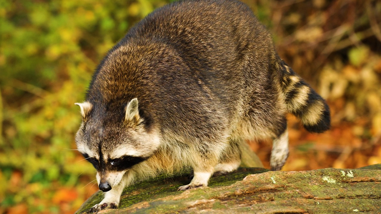 raccoon, nose, fur, smells, tree, observed, animal, cute, nature