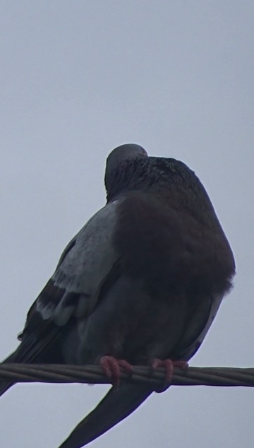 paloma, dove bird, bird, cuban pigeon, cuban dove, cuban bird, birds of cuba, pigeon videos