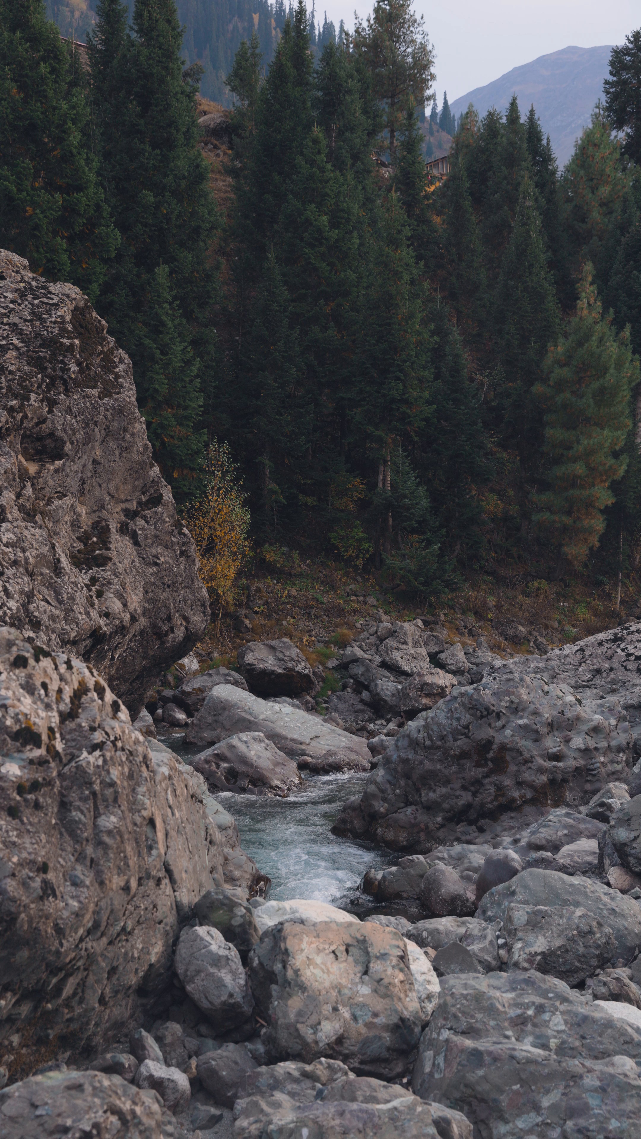 nature — free pixabay stock footage