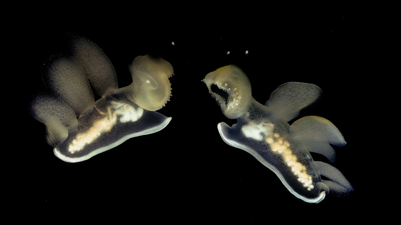 Ai Generated, Fish, Underwater. Free Stock Video - Pixabay
