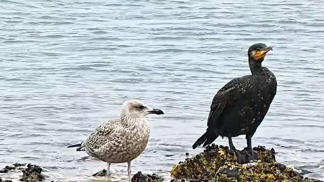 Comoran, Water Bird, Lake. Free Stock Video - Pixabay