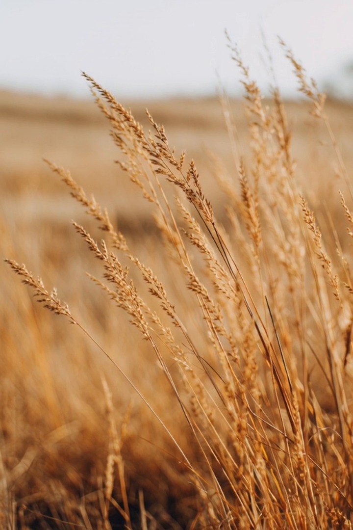 grass, golden, field, wheat, autumn, nature, wind, swaying, soft, sunlight, bokeh, landscape, outdoor, blurred, texture, peaceful, warm, organic, environment, seasonal, cereal, calm, dry, flora, cinematic