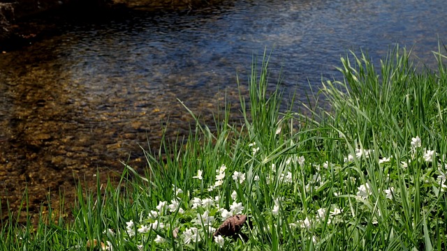 Wood Anemones, Spring, Nature, Blossoms