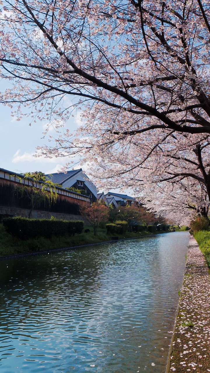 Spring, Waterway, Cherry Blossoms. Free Stock Video - Pixabay