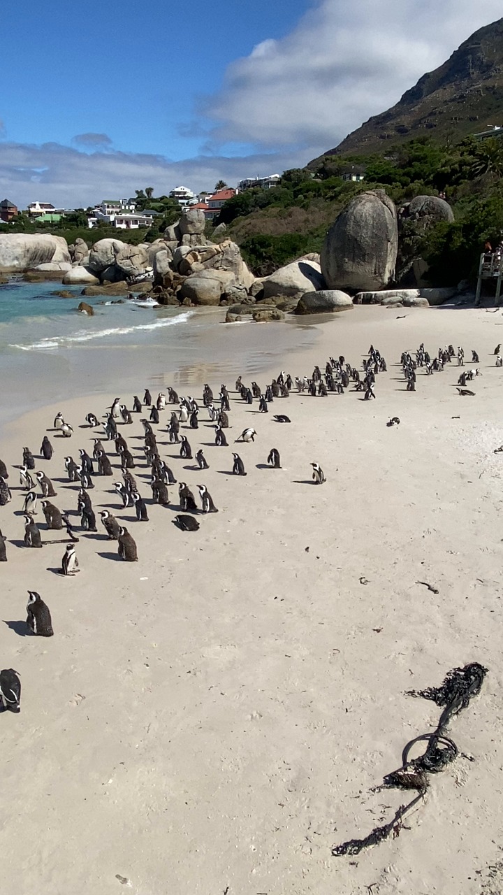 Cape Town, Simonstown, Penguin. Free Stock Video - Pixabay