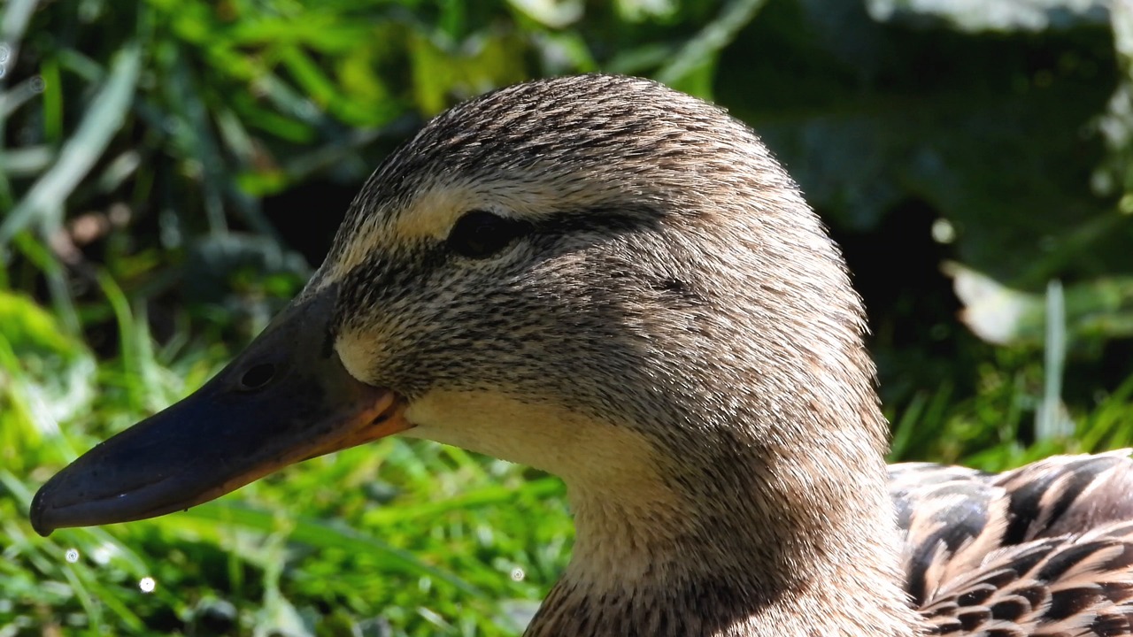 Pato Picture Pato Real Naturaleza - Free video on Pixabay