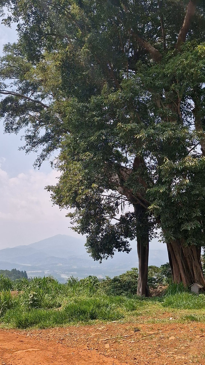 Nature, Country, Tree. Free Stock Video - Pixabay