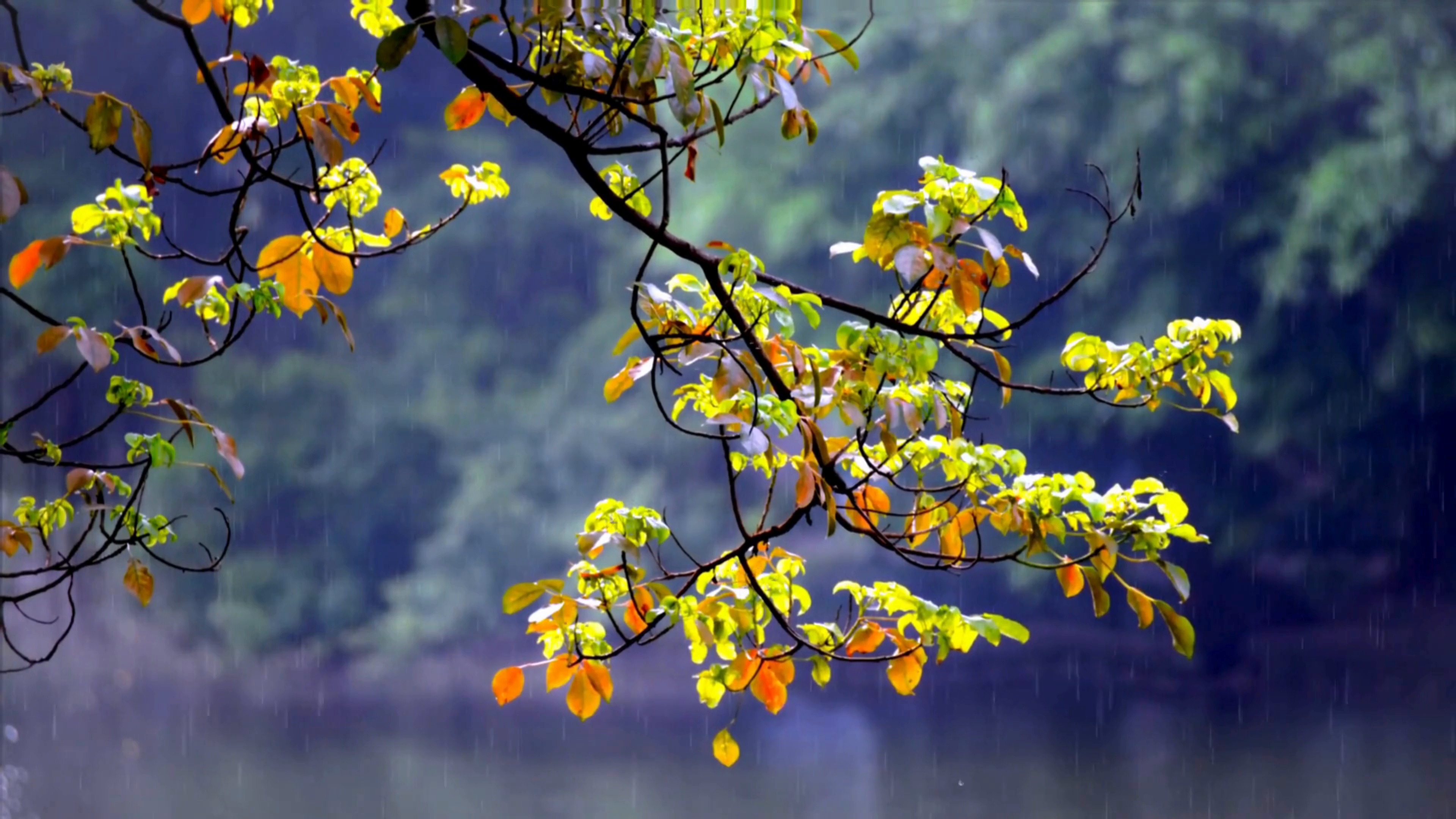 nature