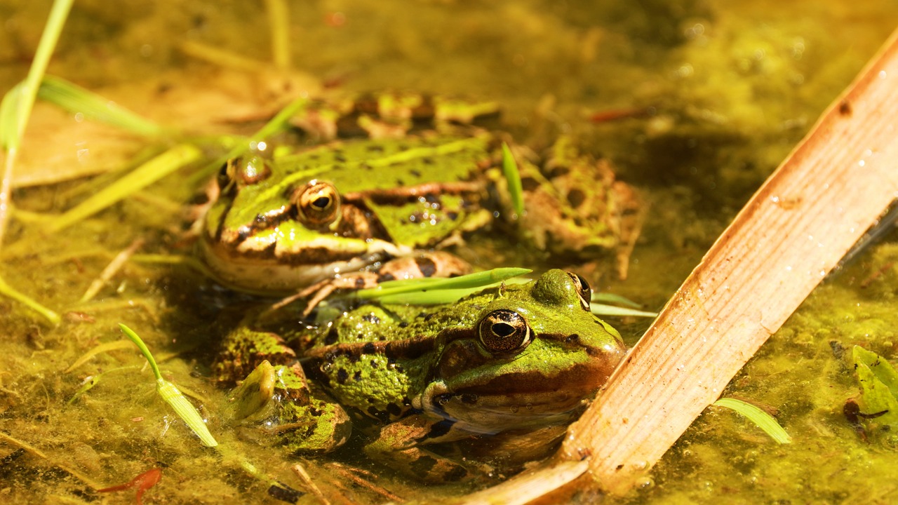 Frog, Swamp, Green. Free Stock Video - Pixabay