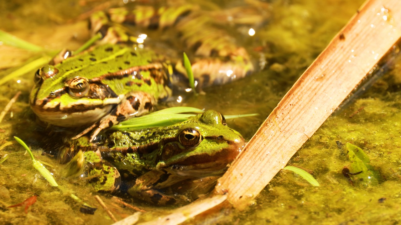 Frog, Swamp, Green. Free Stock Video - Pixabay