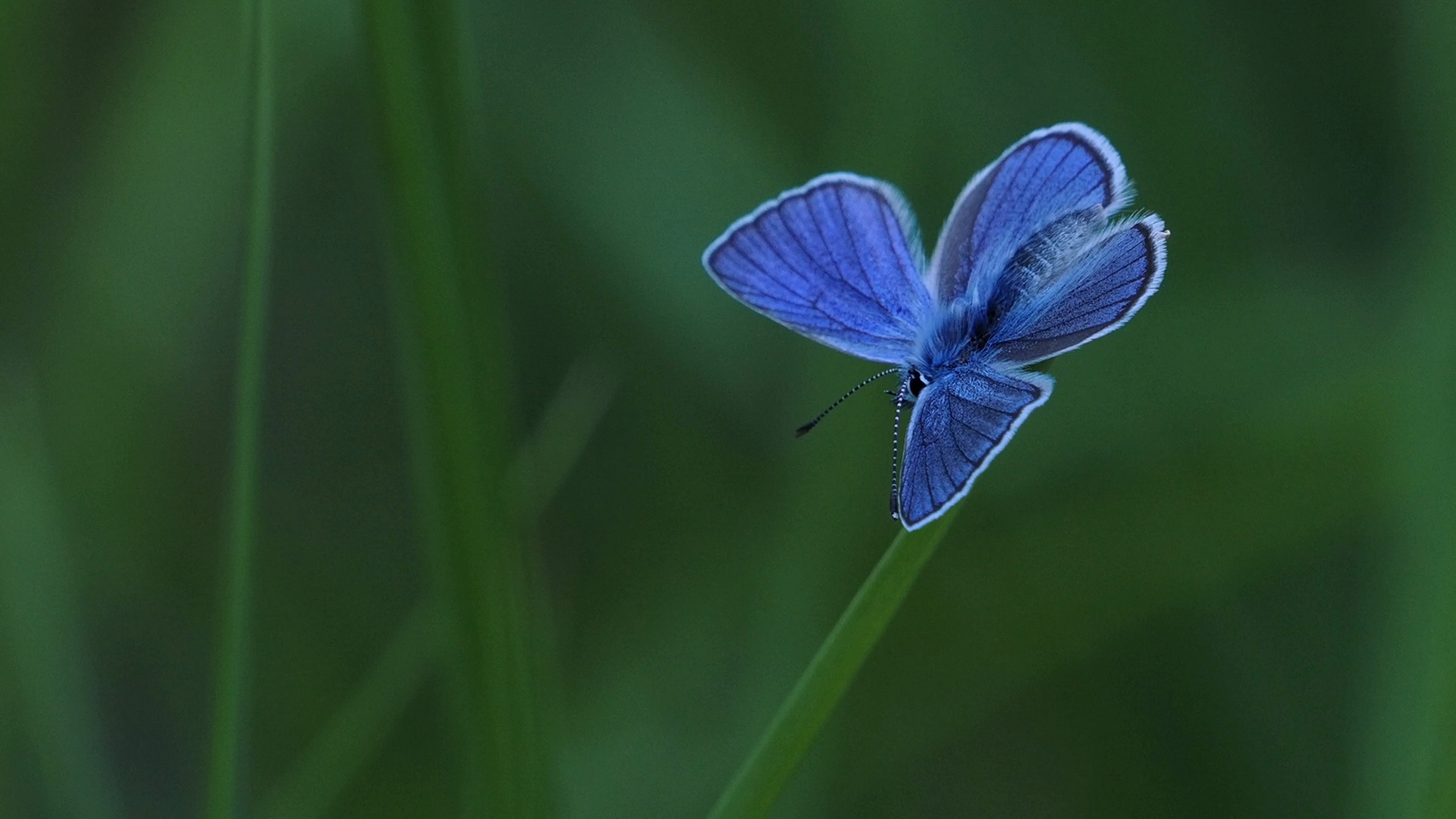 bluish — free pixabay stock footage