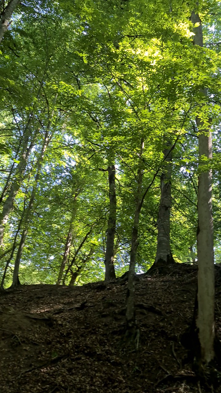 iran, iran nature, iran travel, mazandaran, kelardasht, daryook, daryook swamp, daryook wetland, hyrcanian forest, caspian forest, northern iran, forest, forest nature, hornbeam, hornbeam forest, wetland, swamp, natural landscape, wilderness, 4k video, nature, landscape, travel video, scenery, motion footage
