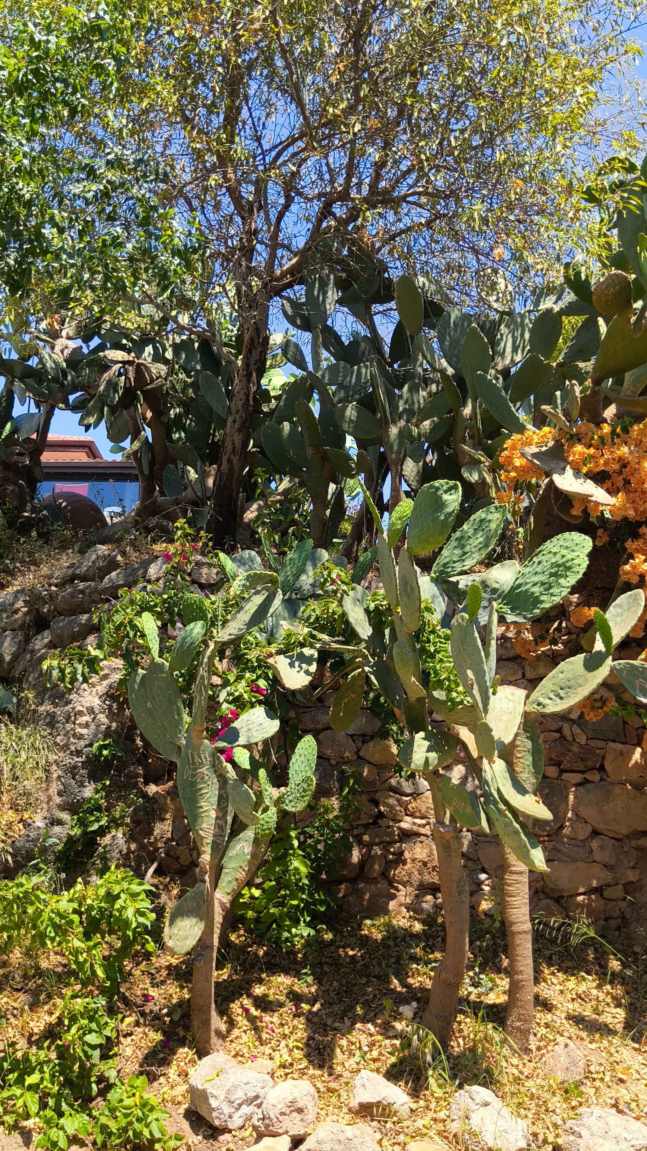 Cactus Nature Türkiye Alanya