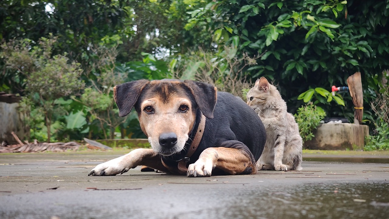Video by sujan_s_ on Pixabay: dog, pet, portrait, puppy, nature, cat, kitten