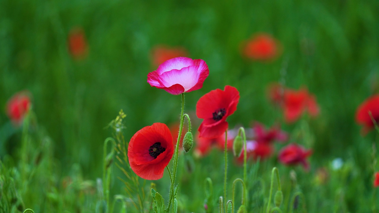 Spring Bouquets Poppy, Spring Flowers, Wind. Free Stock Video - Pixabay